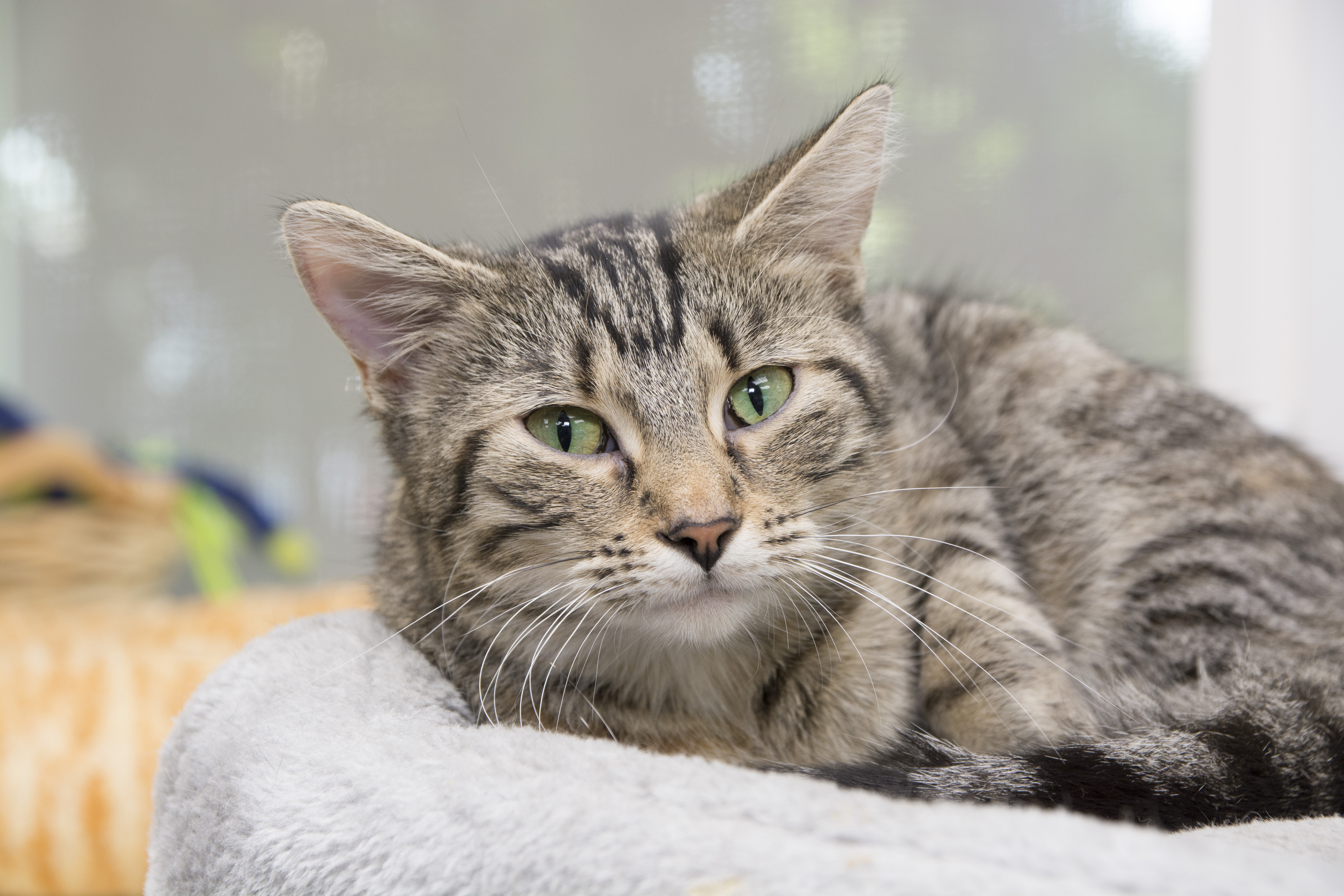 A No Kill Shelter – Will County Humane Society A No Kill Shelter – Will County Humane Society
